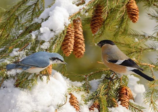 Птицы зимой (59 фото)
