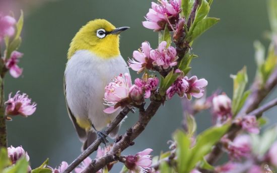 Птицы весной (59 фото)