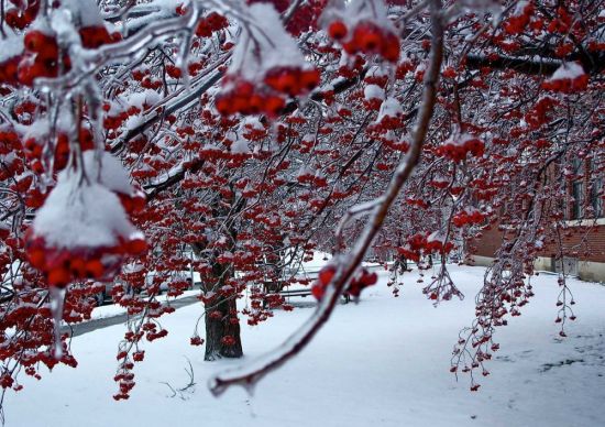 Вишня зимой (58 фото)