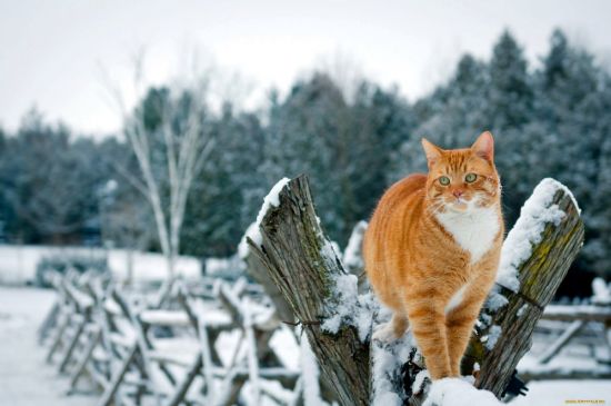 Коты зимой (53 фото)