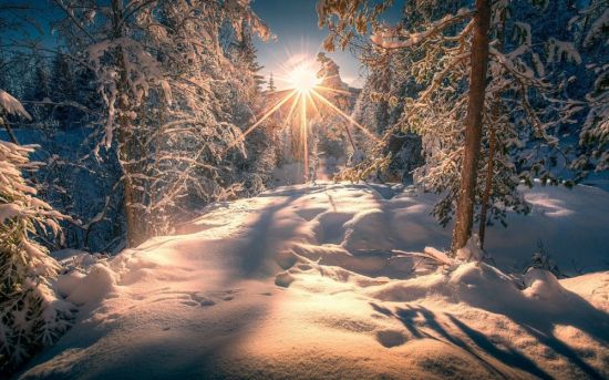 Зимний лес солнце (56 фото)