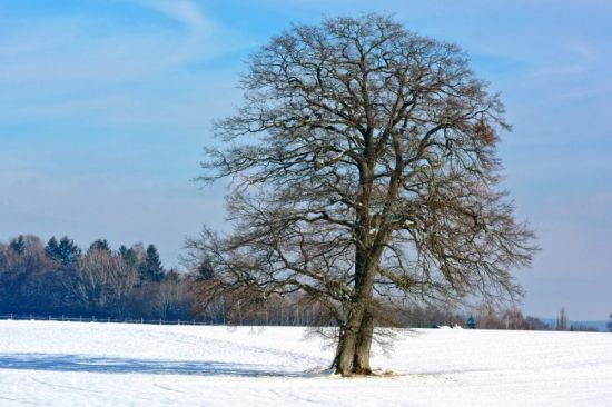 Липа дерево зимой (55 фото)