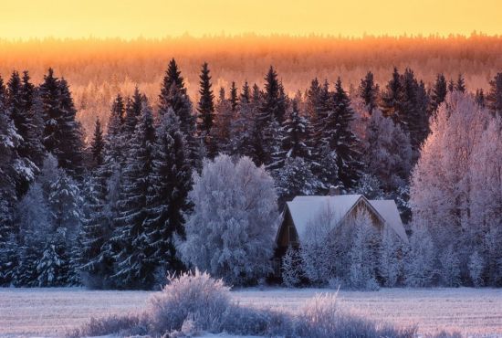 Пейзаж зима лес (58 фото)