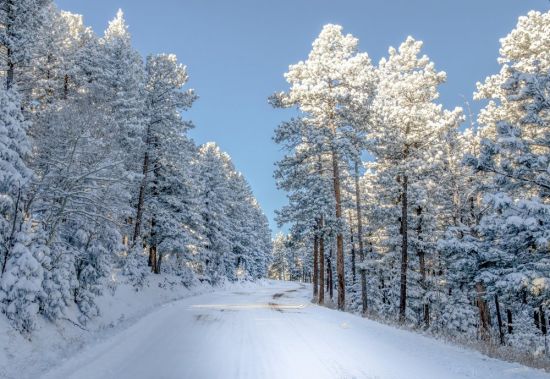 Зимний лес в снегу (57 фото)