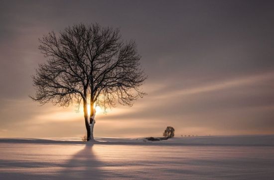 Одинокое дерево зимой (53 фото)