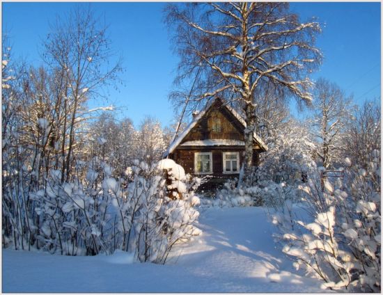 Зимний лес в деревне (58 фото)