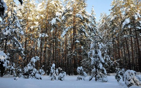 Лиственный лес зимой (56 фото)