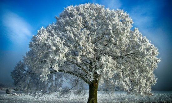Дерево дуб зимой (51 фото)