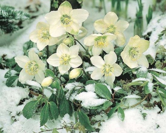 Морозник цветок зимой (59 фото)