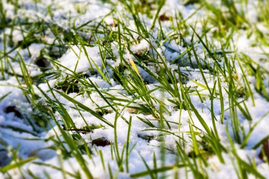Трава зимой (47 фото)