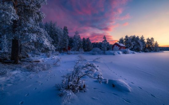 Вечерний лес зимой (56 фото)