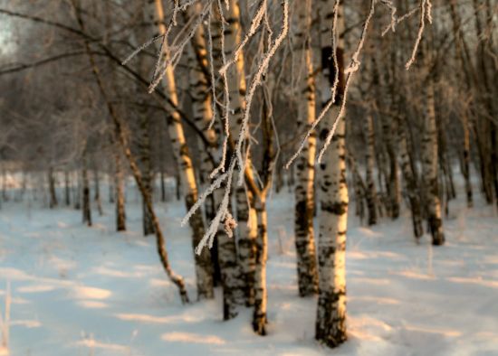 Почки березы зимой (56 фото)