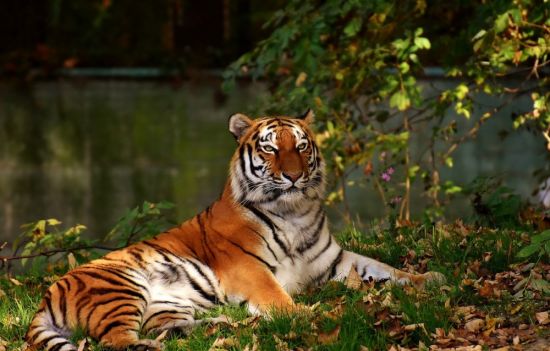 Тигр в природе (55 фото)