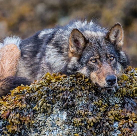 Волк в природе (60 фото)