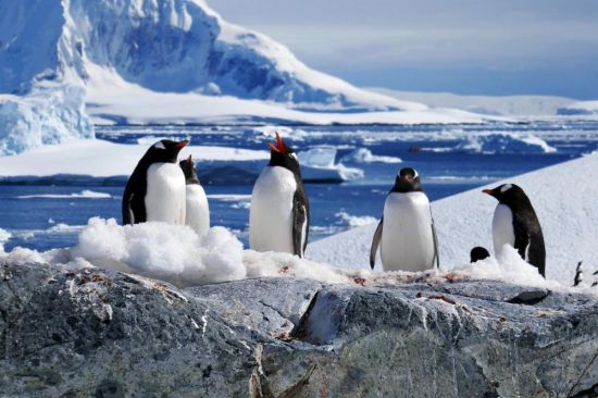 Природа Антарктиды (57 фото)