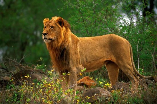 Львы в дикой природе (56 фото)