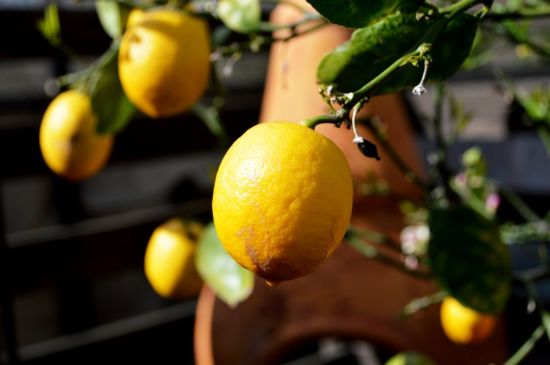 Лимон в природе (54 фото)