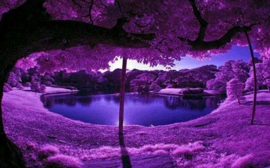 Фиолетовый цвет в природе (57 фото)