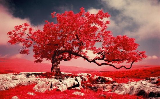 Красный цвет в природе (57 фото)