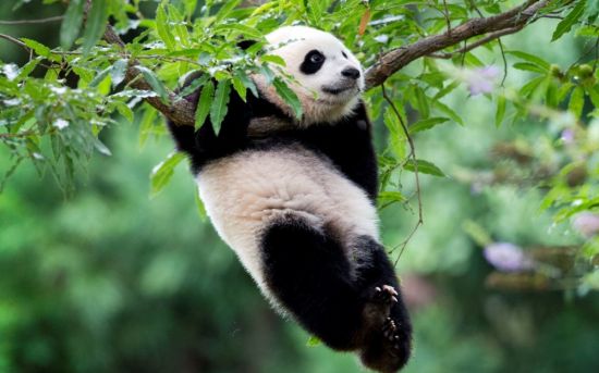 Панда в природе (51 фото)