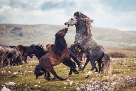 Мустанги лошади в дикой природе (58 фото)
