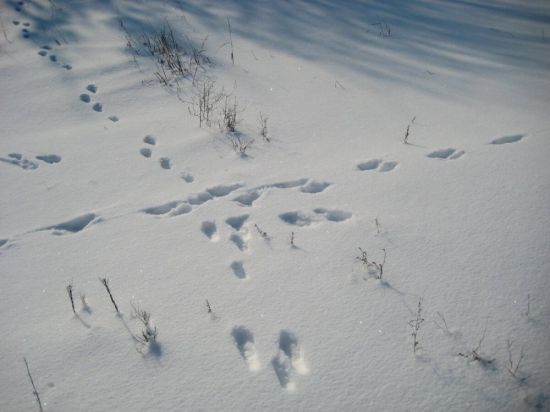 Следы зайца на снегу (46 фото)