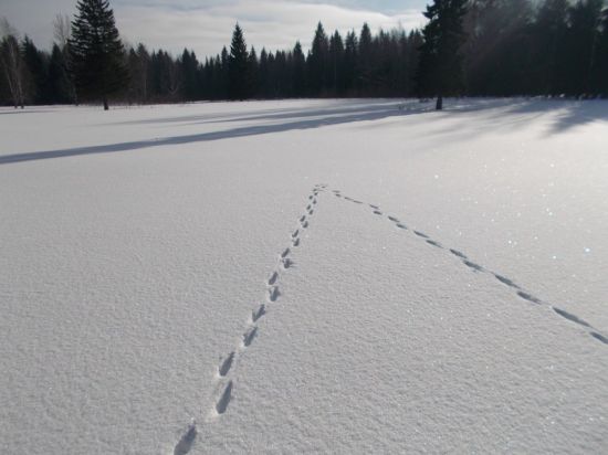 Следы лисы на снегу (46 фото)