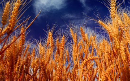 Колосок пшеницы (55 фото)