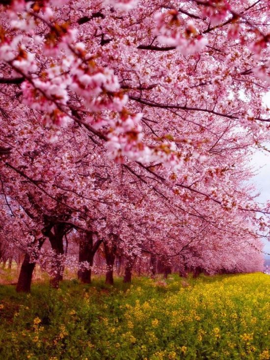 Цветущая Сакура в Японии (58 фото)