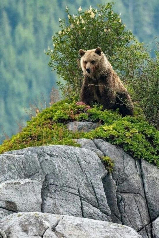 Горный медведь (54 фото)