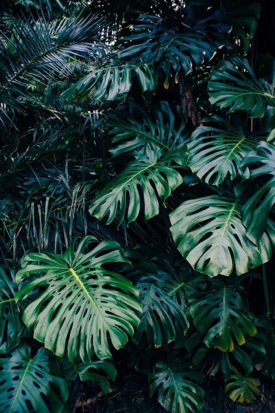 Тропические растения (55 фото)