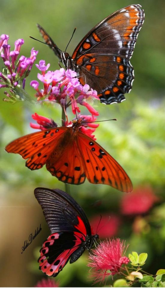 Бабочки в природе (55 фото)