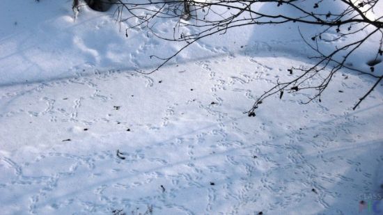Следы животных на снегу (53 фото)