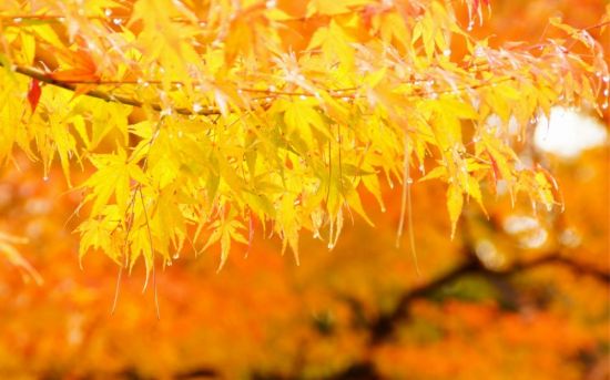 Желтые листья (58 фото)