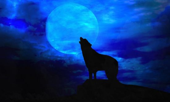 Волк воет на луну (50 фото)