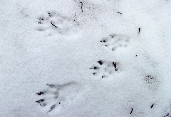 Следы мыши на снегу (42 фото)