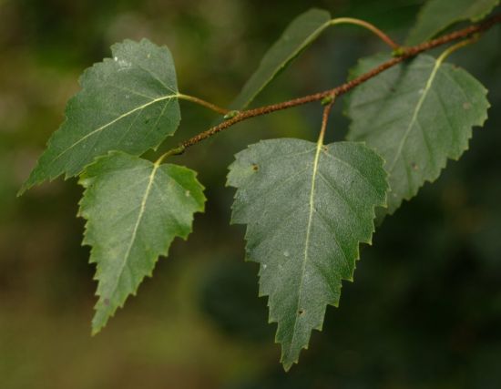 Береза повислая листья (58 фото)