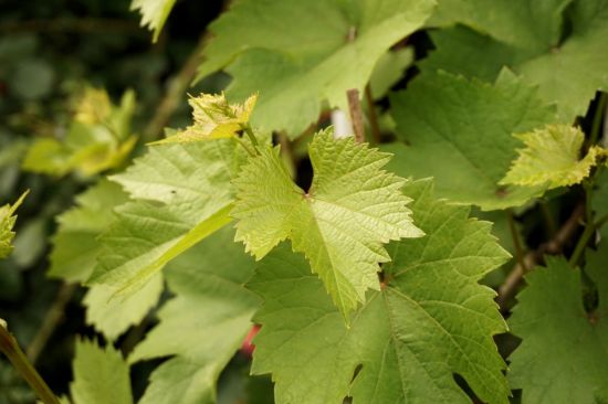 Виноградный лист (55 фото)