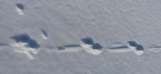 Следы ласки на снегу (42 фото)
