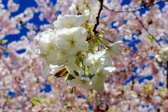 Цветение вишни (59 фото)
