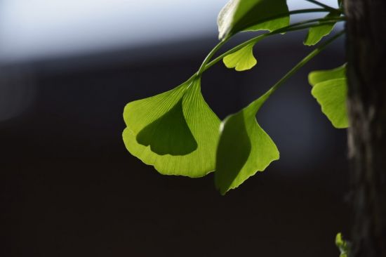 Листья тень (55 фото)
