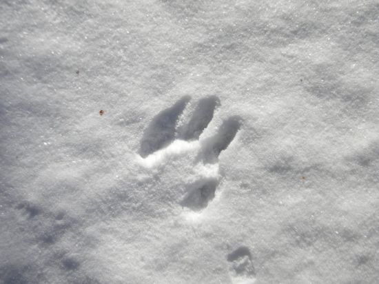 Крысиные следы на снегу (51 фото)