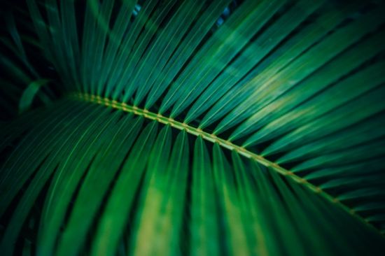 Тропические листья (58 фото)