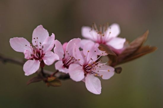 Ветка вишни (59 фото)