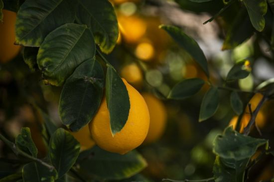 Листья лимона (54 фото)