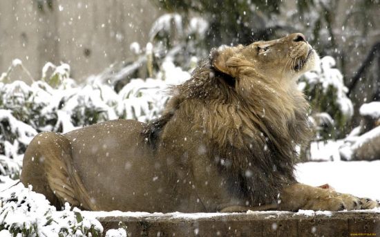 Животные в снегу (58 фото)