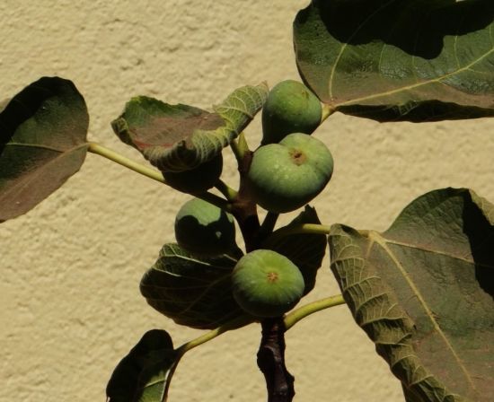 Листья инжира (54 фото)