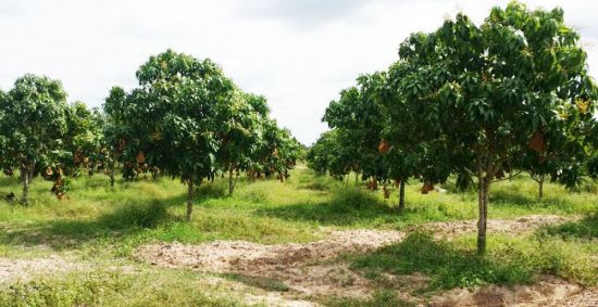 Куст манго (56 фото)