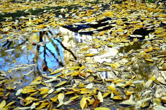 Листья на воде (52 фото)