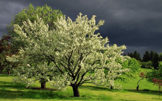 Яблоня Лесная (58 фото)